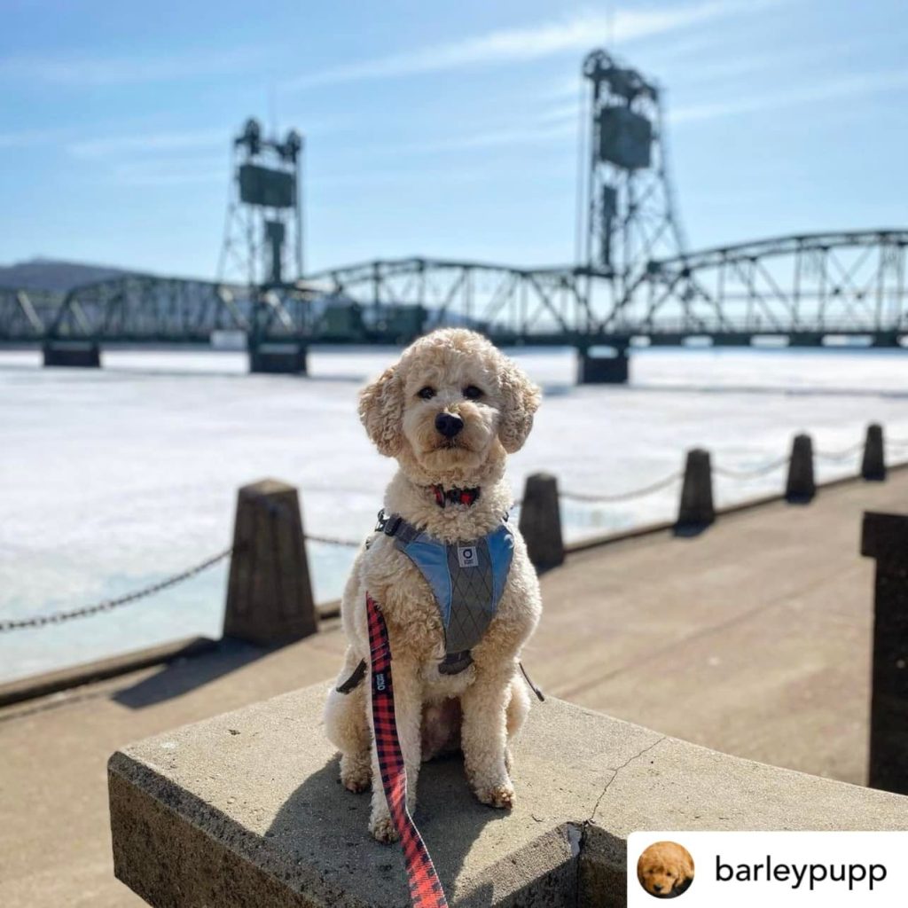 2022 Winter Dog with Bridge in Background Photo Credit barleypupp (1)